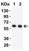 Anti-SARS-CoV-2 (COVID-19) NSP16 antibody produced in rabbit affinity isolated antibody