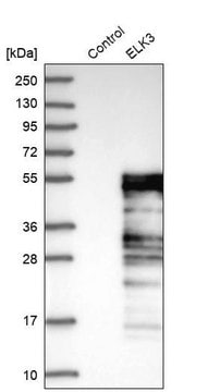 Anti-ELK3 antibody produced in rabbit Prestige Antibodies&#174; Powered by Atlas Antibodies, affinity isolated antibody, buffered aqueous glycerol solution