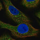 Anti-NLRP2 antibody produced in rabbit Prestige Antibodies&#174; Powered by Atlas Antibodies, affinity isolated antibody