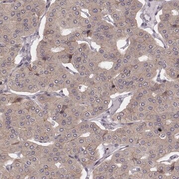 Anti-WDR59 antibody produced in rabbit Prestige Antibodies&#174; Powered by Atlas Antibodies, affinity isolated antibody