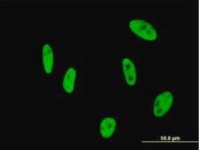 Monoclonal Anti-NUDT21 antibody produced in mouse clone 3F8, purified immunoglobulin, buffered aqueous solution