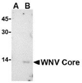 Anti-West Nile Virus Core antibody produced in rabbit affinity isolated antibody