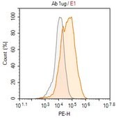 Anti-FLAG® Antibody, clone 1I8 ZooMAb® Rabbit Monoclonal recombinant, expressed in HEK 293 cells