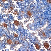 Anti-CXCL4/PF4 antibody produced in rabbit