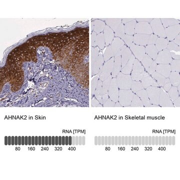 抗-AHNAK2 兔抗 Prestige Antibodies&#174; Powered by Atlas Antibodies, affinity isolated antibody, buffered aqueous glycerol solution