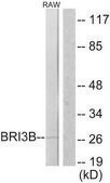 Anti-BRI3B antibody produced in rabbit affinity isolated antibody