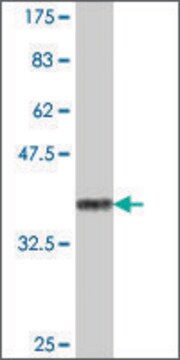 Anti-DDOST antibody produced in mouse IgG fraction of antiserum, aqueous glycerol solution