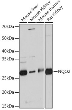 Anti-NQO2 Antibody, clone 5E0B2, Rabbit Monoclonal