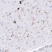 Monoclonal Anti-CD163 antibody produced in mouse Prestige Antibodies® Powered by Atlas Antibodies, clone CL10652, purified antibody (Protein A)