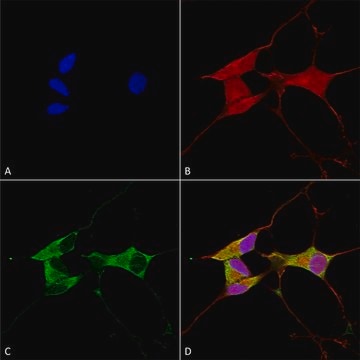 Monoclonal Anti-Lgi1 - Percp antibody produced in mouse clone S283-7, purified immunoglobulin