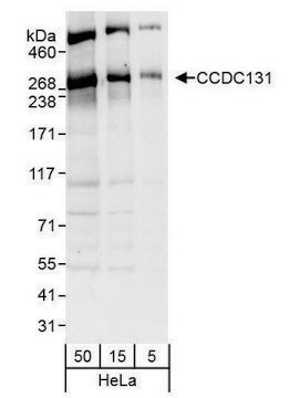 Rabbit anti-CCDC131 Antibody, Affinity Purified Powered by Bethyl Laboratories, Inc.