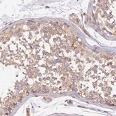 Anti-GNG5 antibody produced in rabbit Prestige Antibodies&#174; Powered by Atlas Antibodies, affinity isolated antibody, buffered aqueous glycerol solution