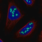 Anti-NOC2L antibody produced in rabbit Prestige Antibodies&#174; Powered by Atlas Antibodies, affinity isolated antibody, buffered aqueous glycerol solution