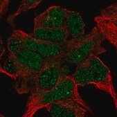 Anti-TBKBP1 antibody produced in rabbit Prestige Antibodies&#174; Powered by Atlas Antibodies, affinity isolated antibody, buffered aqueous glycerol solution