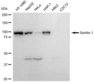 KD-Validated Anti Sortilin 1 Antibody, clone 23GB4170, Rabbit Monoclonal clone 23GB4170, recombinant rabbit monoclonal, expressed in HEK293 cells