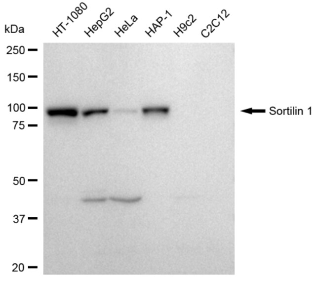 KD-Validated Anti Sortilin 1 Antibody, clone 23GB4170, Rabbit Monoclonal clone 23GB4170, recombinant rabbit monoclonal, expressed in HEK293 cells