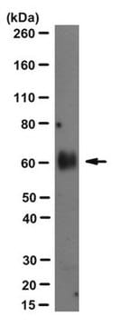 Anti-Progranulin/GRN Antibody, clone 8H10 clone 8H10, from rat