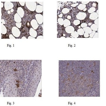 Anti-NLRP3 Antibody from rabbit, purified by affinity chromatography