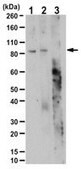Anti-phospho Mitofusin2 Antibody (Ser442)