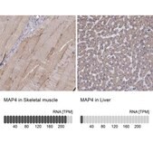 Anti-MAP4 antibody produced in rabbit Prestige Antibodies® Powered by Atlas Antibodies, affinity isolated antibody, buffered aqueous glycerol solution