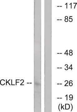 Anti-CKLF2 antibody produced in rabbit affinity isolated antibody