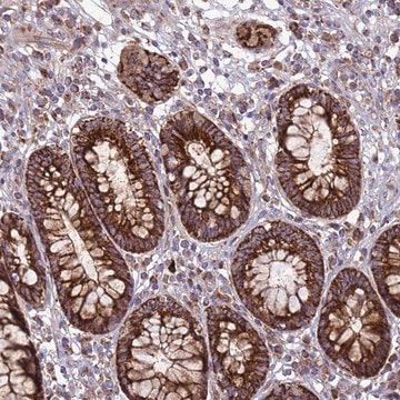 Anti-FSTL4 antibody produced in rabbit Prestige Antibodies&#174; Powered by Atlas Antibodies, affinity isolated antibody, buffered aqueous glycerol solution