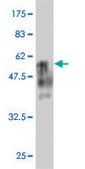 Monoclonal Anti-BTG4 antibody produced in mouse clone 1A6, purified immunoglobulin, buffered aqueous solution
