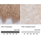 Anti-PGD antibody produced in rabbit Prestige Antibodies® Powered by Atlas Antibodies, affinity isolated antibody