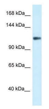 Anti-KCNH3 (N-terminal) antibody produced in rabbit affinity isolated antibody