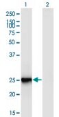 Monoclonal Anti-FIGLA antibody produced in mouse clone 6A10, purified immunoglobulin