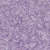 Anti-ZC2HC1C Prestige Antibodies&#174; Powered by Atlas Antibodies, affinity isolated antibody