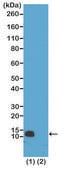 Anti-Monomethyl-Histone H4 (Arg3) antibody, Rabbit monoclonal recombinant, expressed in HEK 293 cells, clone RM195, purified immunoglobulin