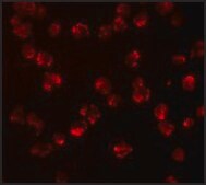 Anti-NUP107 antibody produced in rabbit affinity isolated antibody