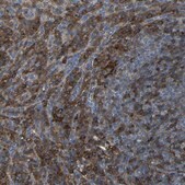 Anti-ADGRE5 antibody produced in rabbit Prestige Antibodies&#174; Powered by Atlas Antibodies, affinity isolated antibody, buffered aqueous glycerol solution