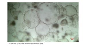 3dGRO® Human Liver Organoids (MNFBQ01LI (71-73)) Normal, Liver, Age: 51, Female, Mutation: None