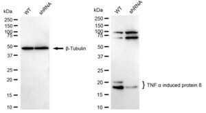 KD-Validated Anti TNF Alpha Induced Protein 8 Antibody, clone 24GB2315, Rabbit Monoclonal clone 24GB2315, recombinant rabbit monoclonal, expressed in HEK293 cells