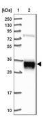 Anti-ARL6IP4 antibody produced in rabbit Prestige Antibodies&#174; Powered by Atlas Antibodies, affinity isolated antibody, buffered aqueous glycerol solution