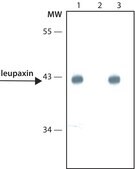 Monoclonal Anti-Leupaxin antibody produced in mouse clone Leu133, tissue culture supernatant