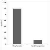 Anti-phospho-Chk2 (pThr387) antibody produced in rabbit affinity isolated antibody