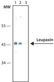 Monoclonal Anti-Leupaxin antibody produced in mouse clone Leu133, tissue culture supernatant