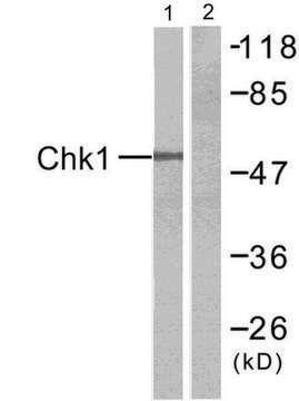 Anti-CHK1 antibody produced in rabbit affinity isolated antibody