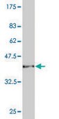 Monoclonal Anti-CAMK2D antibody produced in mouse clone 1A8, purified immunoglobulin, buffered aqueous solution