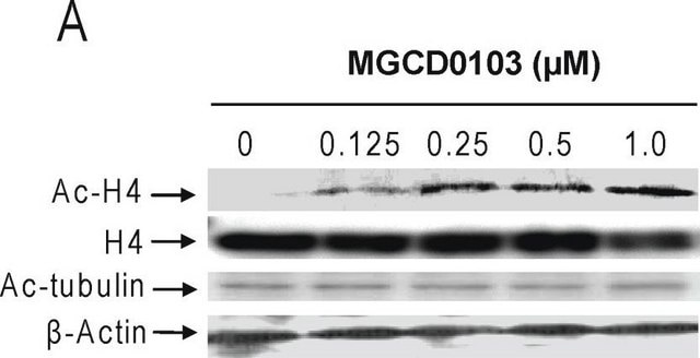 Anti-Acetylated Tubulin antibody, Mouse monoclonal clone 6-11B-1, purified from hybridoma cell culture
