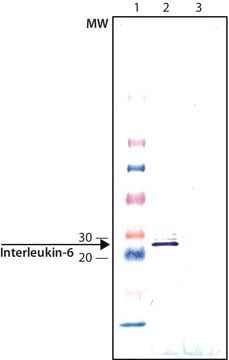 Anti-Interleukin-6 antibody produced in chicken affinity isolated antibody, buffered aqueous solution