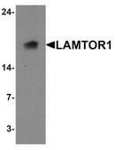 Anti-LAMTOR1 antibody produced in rabbit affinity isolated antibody
