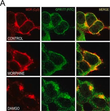 Anti-Opioid Receptor Antibody, &#181;, pain serum, Chemicon&#174;