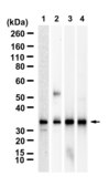 Anti-Syntaxin-1A Antibody, clone 2B21 ZooMAb® Rabbit Monoclonal recombinant, expressed in HEK 293 cells