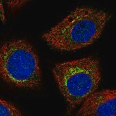 Anti-PCED1B antibody produced in rabbit Prestige Antibodies&#174; Powered by Atlas Antibodies, affinity isolated antibody, buffered aqueous glycerol solution