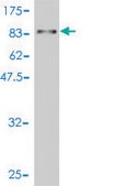 Monoclonal Anti-WDR20 antibody produced in mouse clone 2A6, purified immunoglobulin, buffered aqueous solution