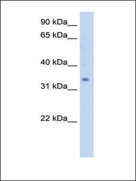 Anti-SC4MOL antibody produced in rabbit IgG fraction of antiserum